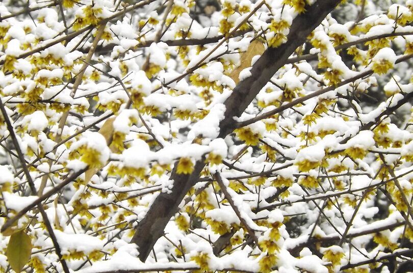 欲治好茶 先藏好水：梅花香雪烹新茶