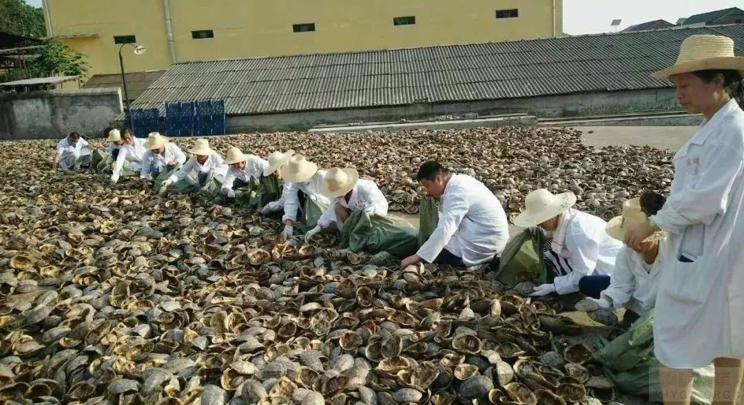 龟甲胶正在逐渐走进大众视野